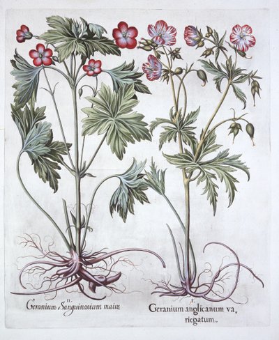 Bloody Cranesbill és Bigroot Cranesbill, Hortus Eystettensis, Basil Besler (1561-1629), pub. 1613 (kézzel színezett metszet) alkotó: German School
