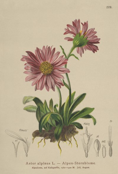Kék alpesi százszorszép (Aster alpinus) alkotó: German School