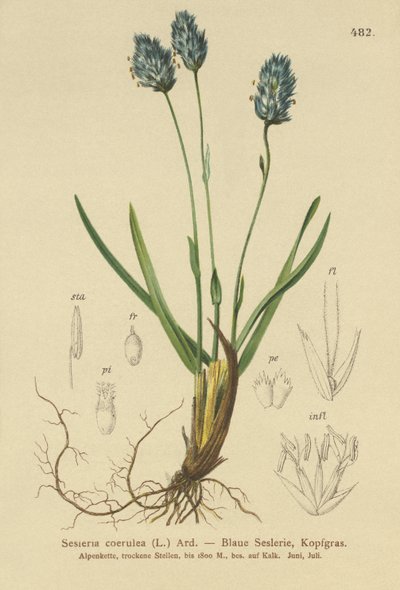Kék lápfű (Sesleria caerulea, Sesleria uliginosa) alkotó: German School