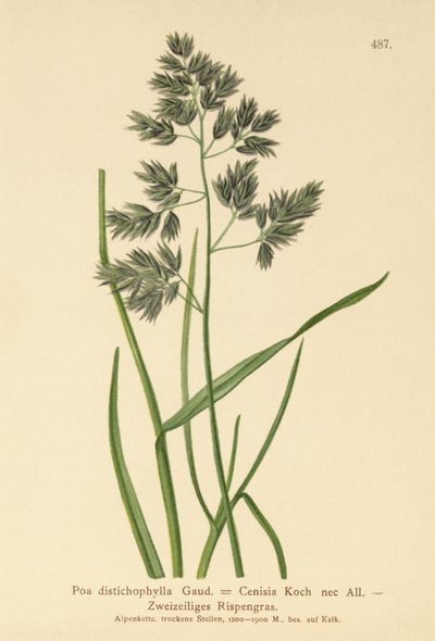 Kékfű (Poa distichophylla, Poa Cenisia, Poa contracta, Poa fontqueri, Poa oreophila, Poa psychrophila) alkotó: German School