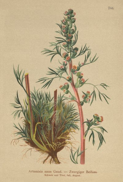 Boreális üröm (Artemisia nana, Artemisia borealis) alkotó: German School