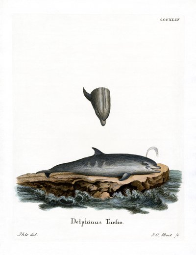 Palackorrú delfin (színes metszet) alkotó: German School