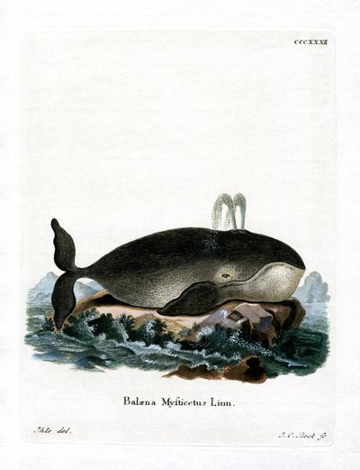Bowhead Whale (színes metszet) alkotó: German School