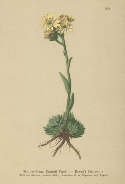 Brauns tyúk és csibék (Sempervivum Braunii) alkotó: German School