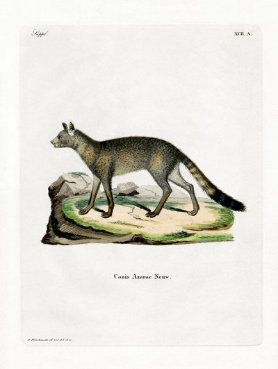 Brazil Fox (színes metszet) alkotó: German School
