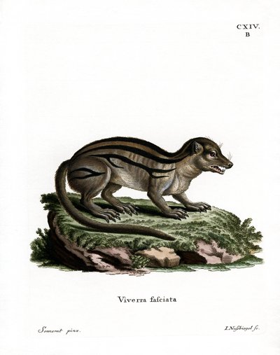 Széles csíkos madagaszkári mongúz (színes metszet) alkotó: German School