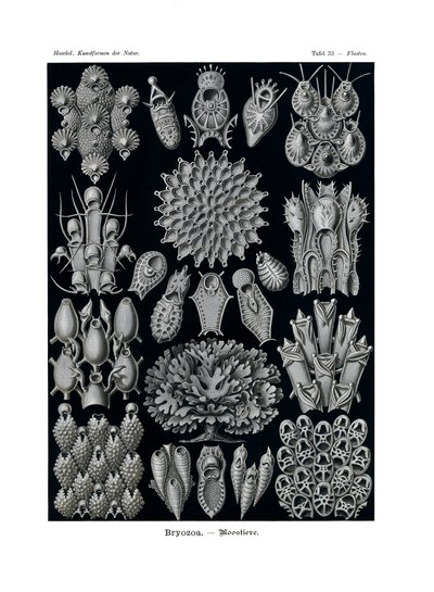 Bryozoa, 1899-1904 alkotó: German School