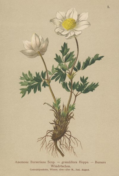 Bursers Anemone (Anemone Burseriana, Anemone grandiflora) alkotó: German School