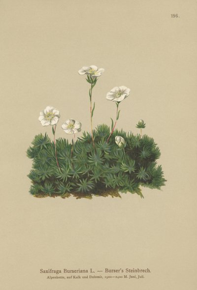 Bursers Saxifrage (Saxifraga Burseriana) alkotó: German School