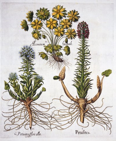 Butterburs and Winter Aconite, Hortus Eystettensis, Basil Besler (1561-1629), pub. 1613 (kézzel színezett metszet) alkotó: German School