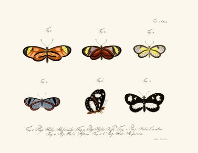 Pillangók alkotó: German School