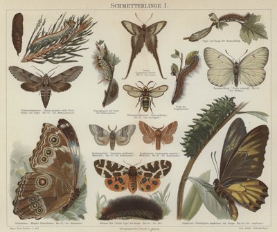 Pillangók és lepkék (színes litho) alkotó: German School