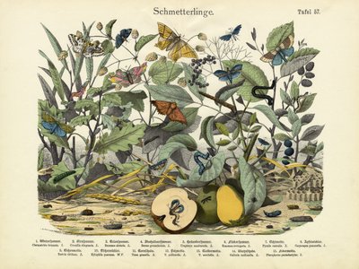 Pillangók, 1860 körül alkotó: German School
