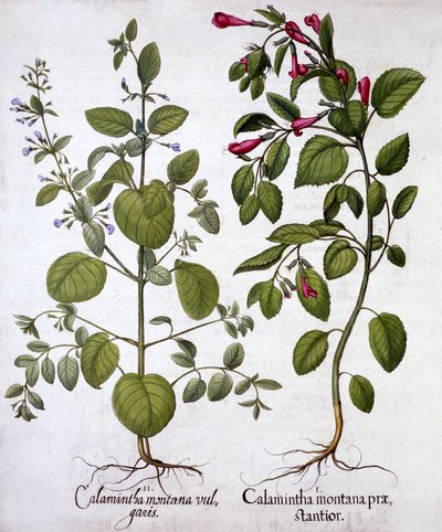 Calamints, a Hortus Eystettensisből, Basil Besler (1561-1629), pub. 1613 (kézzel színezett metszet) alkotó: German School