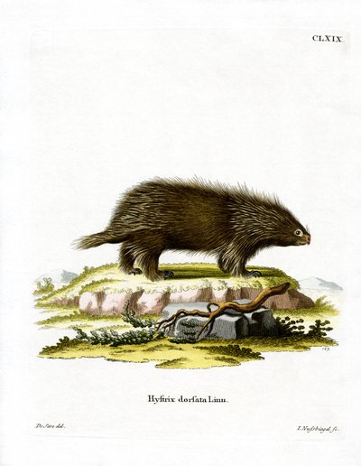 Kanadai porcupine (színes metszet) alkotó: German School