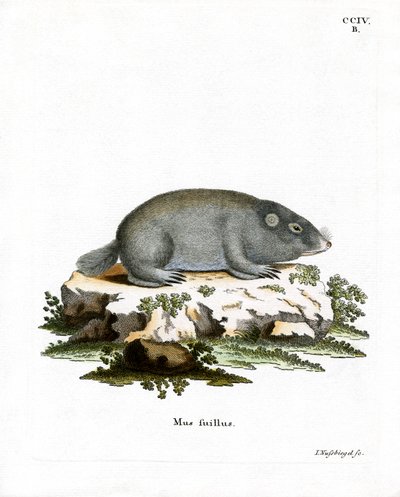 Cape Dune Mole Rat (színes metszet) alkotó: German School