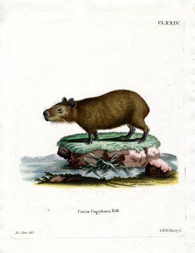 Capybara (színes metszet) alkotó: German School