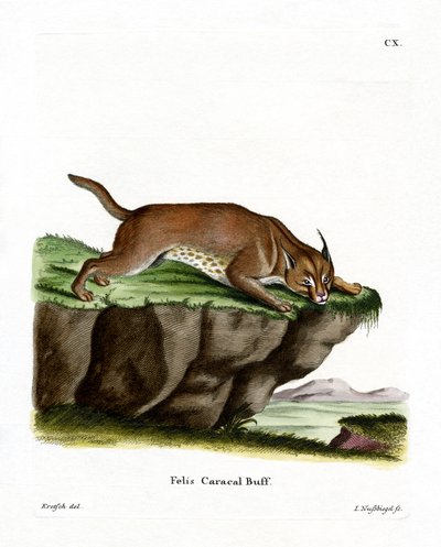 Caracal (színes metszet) alkotó: German School