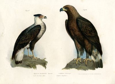 Caracara, 1864 alkotó: German School