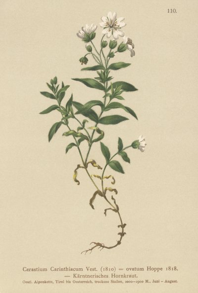 Karintiai egérfül (Cerastium Carinthiacum, Cerastium ovatum) alkotó: German School