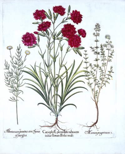 Szegfű, macskakakukkfű és közönséges levendula gyapot, a Hortus Eystettensistől, Basil Besler (1561-1629), pub. 1613 (kézzel színezett metszet) alkotó: German School