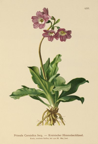kankalin (Primula Carniolica) alkotó: German School