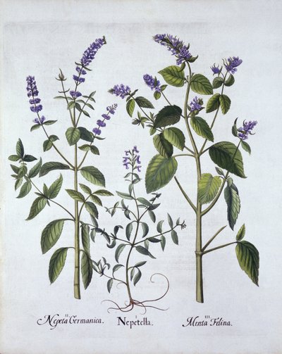 Catmintand Catnip, a Hortus Eystettensisből, Basil Besler (1561-1629), pub. 1613 (kézzel színezett metszet) alkotó: German School
