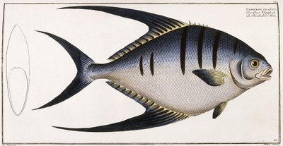 Chaetodon Glaucus, 1785-1788 alkotó: German School