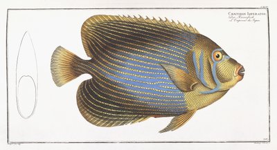 Chaetodon Imperator alkotó: German School