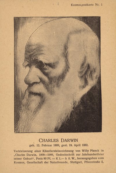 Charles Darwin (1809-1882), angol természettudós (litho) alkotó: German School