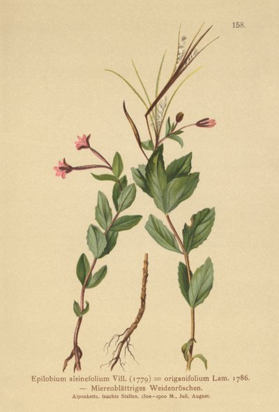 tyúkfű fűzfű (Epilobium alsinefolium, Epilobium origanifolium) alkotó: German School