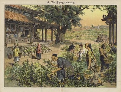 Kínai tea ültetvény (színes litho) alkotó: German School