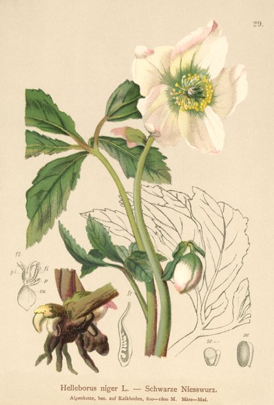 Karácsonyi rózsa (Helleborus niger) alkotó: German School