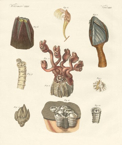 Cirrhipoda, sörteférgek vagy karlábúak (színes metszet) alkotó: German School