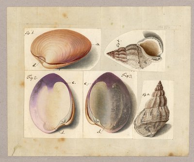 Kagyló és tengeri csiga: Venus Mercenaria Linnaei, Buccino glacioli Linnaei, 1785 (wc papíron) alkotó: German School