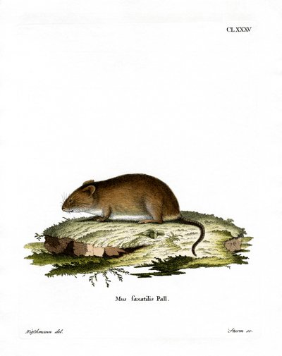 Cliff Mouse (színes metszet) alkotó: German School