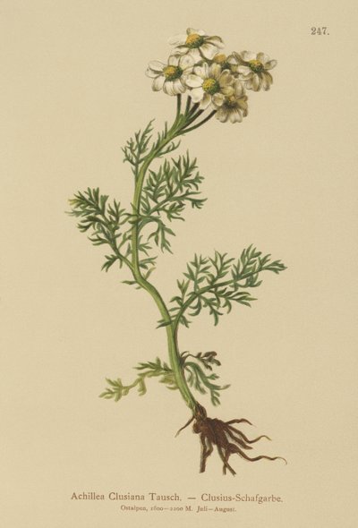 Clusius Yarrow (Achillea Clusiana, Achillea atrata ssp. clusiana) alkotó: German School