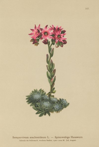 Pókhálós cseresznye (Sempervivum arachnoideum, Sedum arachnoideum, Sempervivum sanguineum) alkotó: German School