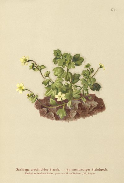 Pókhálós szaxifrage (Saxifraga arachnoidea) alkotó: German School