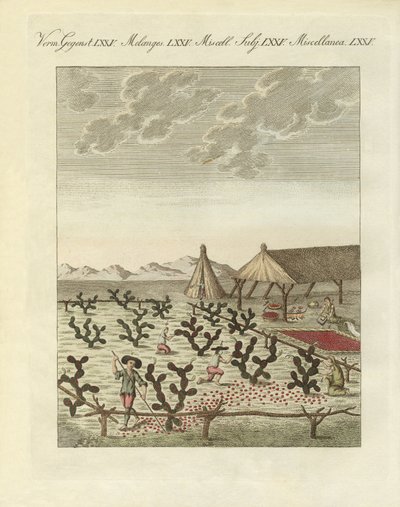 Cochenille gyűjtése (színes gravírozás) alkotó: German School