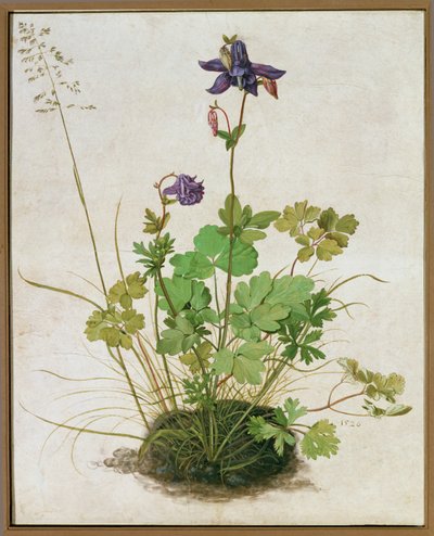 Columbine. Akvarell, tempera és ecset pergamenre, kartonra szerelve (akvarell, tempera és ecset pergamenre, kartonra szerelve). alkotó: German School