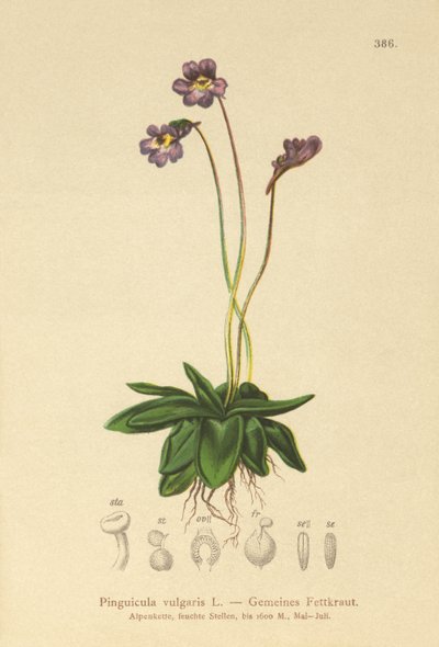 Közönséges vajfű (Pinguicula vulgaris) alkotó: German School