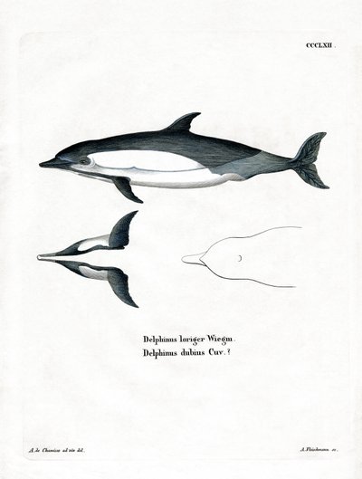 Közönséges delfin (színes metszet) alkotó: German School