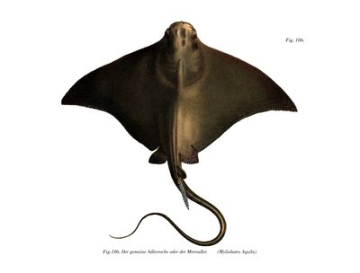 Common Eagle Ray (színes litó) alkotó: German School