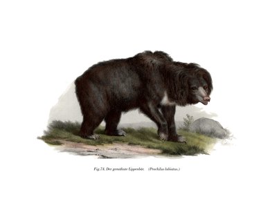 Közönséges indiai lajhármedve, 1860 alkotó: German School
