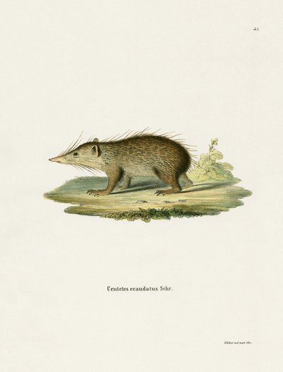 Common Tenrec (színes metszet) alkotó: German School