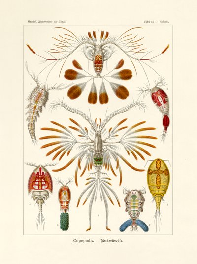 Copepoda, 1899-1904 alkotó: German School