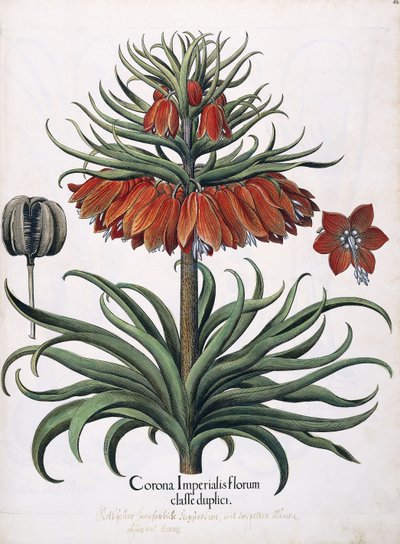Birodalmi virágok koronája, 1613 alkotó: German School