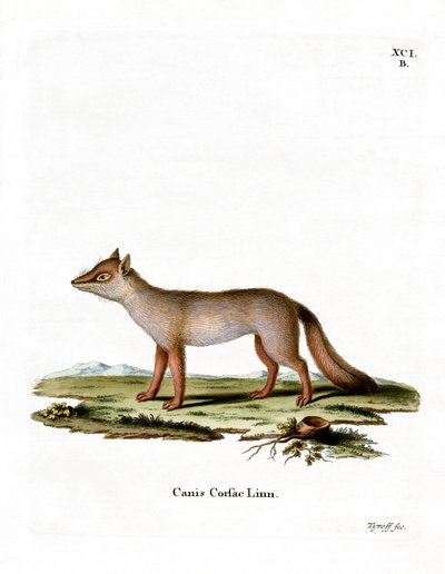 Corsac Fox (színes metszet) alkotó: German School