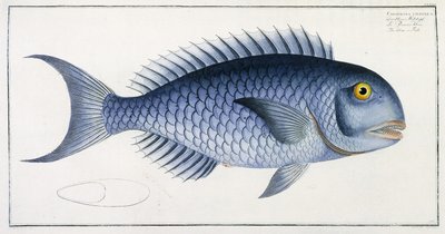 Coryphaena Coerulea alkotó: German School